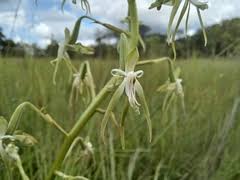 Image result for Habenaria perpulchra