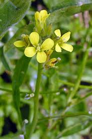 Image result for Sisymbrium orientale