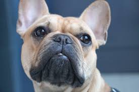 French bulldogs have many common health issues. French Bulldog Dog Breed Advice Size Life Expectancy Learn More