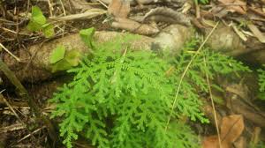 Image result for Selaginella goudotiana