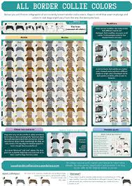 The vast amount of combinations create beautiful coats of fur that people love. A4 All Colors Border Collie Colors