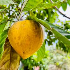 Image result for Pouteria