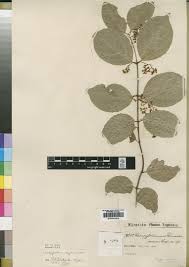 Image result for Hippocratea apocynoides