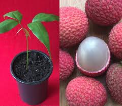 Lychee is the sole member of the genus litchi in the soapberry family, sapindaceae. Potted Starter Plant Lychee Tropical Fruit Tree Litchi Etsy Starter Plants Fruit Trees Lychee Tree