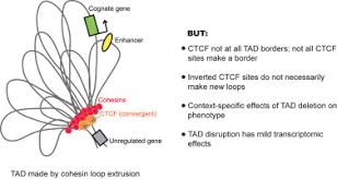 Defining Functionally Relevant Spatial Chromatin Domains It Is A Tad Complicated Sciencedirect