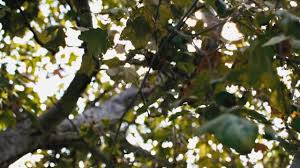 Real medical autopsy photos & videos. Hanging Trees The Untold Story Of Lynching In California Kcet