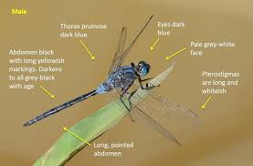 Image result for Trachyandra burkei