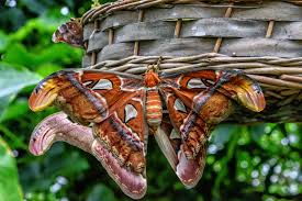 Maybe you would like to learn more about one of these? Atlasspinner Attacus Atlas Botanischer Garten Munchen Nymphenburg Foto Bild Deutschland Europe Bayern Bilder Auf Fotocommunity