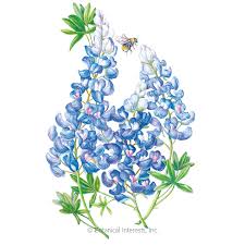 See more of bluebonnet flower shop on facebook. Bluebonnet Seeds Flowers Botanical Interests