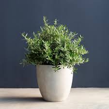 Image result for Olea