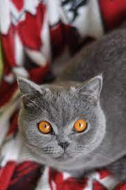British Shorthair 700 Tl British Shorthair