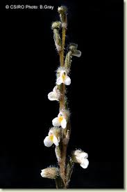 Image result for Zeuxine