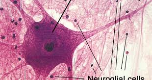 Pin On Anatomy