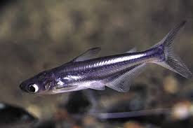Freshwater Shark Segrestfarms Small Animal Wholesale And Saltwater Fish Wholesale Freshwater Sharks Tropical Fish Aquarium Fish