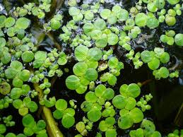 Image result for Spirodela