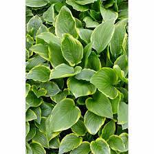 We did not find results for: Hosta Plantaginea So Sweet Pflanzen Fur Dich De 6 80