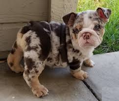 Ironbulldogs los angeles, ca 90650. Royal English French Bulldog Puppies Sale