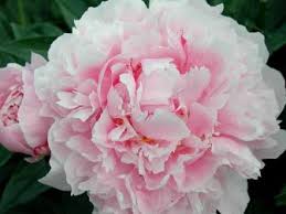 We did not find results for: Peonies 101 How To Transplant Grow And Divide Peonies Hgtv