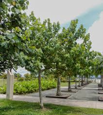 Image result for Hibiscus tiliaceus