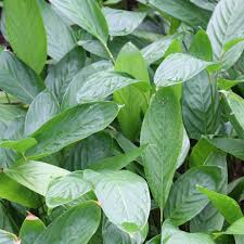 Image result for Maranta arundinacea