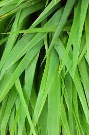 L Huile Essentielle De Vetiver Bienfaits Et Utilisations Huiles Essentielles Vetiver Huile