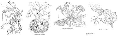 Image result for Otiophora scabra