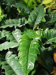 Philodendron Narrow Tiger Tooth In 2020 Philodendron Plant Philodendron Perfect Plants