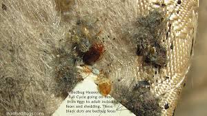 Ipm is an environmentally sensitive approach to pest management that relies on knowledge of the pest and a. Bed Bug Bites City Of Muskegon