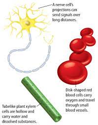 Maybe you would like to learn more about one of these? Marshscience7 Cell Structure And Function