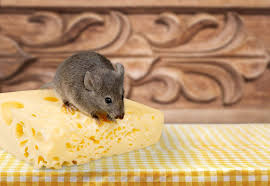 Pin Auf Mause Fangen