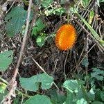 Image result for Momordica foetida