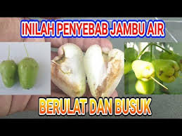 Toritorial tanaman,cangkok jambu kristal,stek pucuk jambu air,alpukat kaki ganda,tabulampotku,durian kaki ganda,buah tin super. Inilah Penyebab Buah Jambu Air Berulat Dan Busuk Ii Episode 18 Youtube