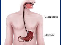 Image result for esophagus