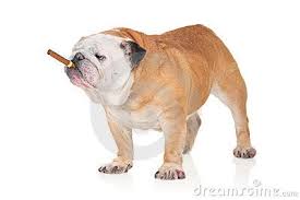 French bulldog puppies ~ oregon french bulldog breeders ~ evana and val. Pin On Bulldogs And Cigars