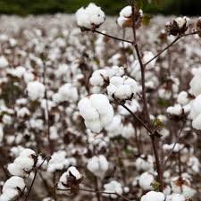 Material stories: what is cotton? | Buy Me Once