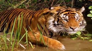 Adapun jika dikaitkan dengan ramalan primbon mimpi, mimpi mandi dianggap merupakan pertanda tentang akan. Mimpi Didatangi Harimau