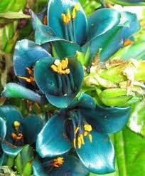 Maybe you would like to learn more about one of these? 27 Nature Wildlife South American Wildflowers Ideas South American Flowers Plants