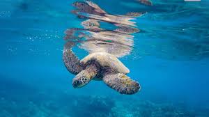 Recommended by the skin cancer foundation the botanical emollients found in this. What Is The Best Reef Safe Sunscreen Brands For Your Vacation In 2021 Adventure Family Travel Wandering Wagars