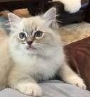 Available Ragdoll Kittens | Rock Creek Ranch Ragdolls