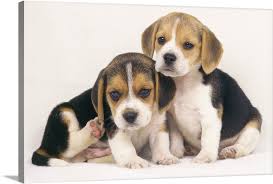 Cute male beagle puppy with tongue out. Beagle Puppies Wall Art Canvas Prints Framed Prints Wall Peels Great Big Canvas