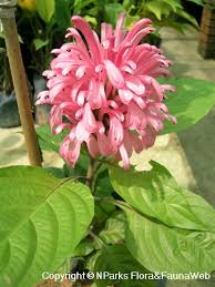 Image result for Justicia capensis