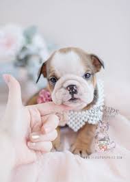 Check spelling or type a new query. Teacup Puppy Breeds For Sale Teacup Puppies Boutique
