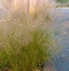 Image result for Sporobolus panicoides