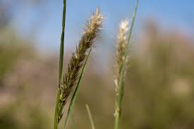 Image result for Enneapogon