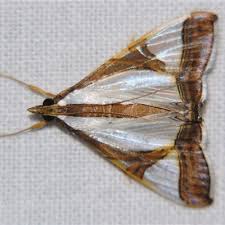 Image result for Hypolytrum pynaertii