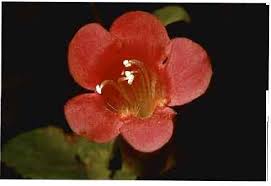 Image result for Pseudocalyx ochraceus