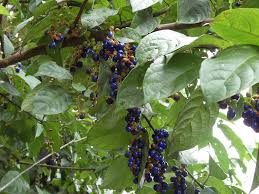 Image result for Maesobotrya