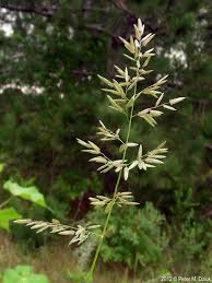Image result for Eragrostis cilianensis