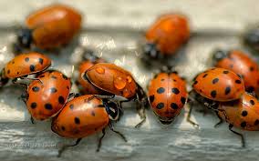 Then, empty your vacuum cleaner bag. How To Get Rid Of A Ladybug Infestation Eco Care Pest Management