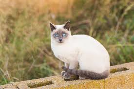 However, purebred siamese all have specific coat colors and patterns. Black Siamese Cat Does This Breed Exist Excitedcats